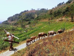 selogriyo temple and rice terrace soft trekking