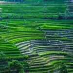 selogriyo temple and rice terrace soft trekking