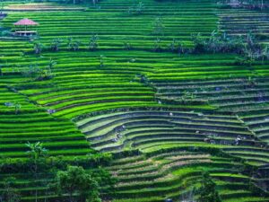 selogriyo temple and rice terrace soft trekking