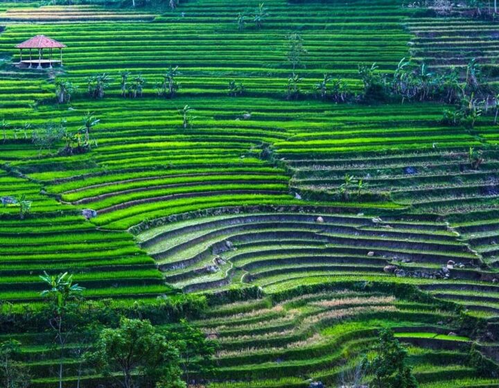 selogriyo temple and rice terrace soft trekking