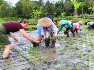 yogyakarta bicycle tour to traditional village